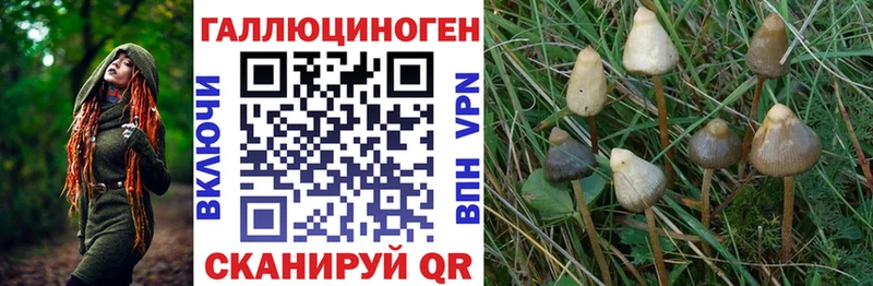 Купить  Касли  Псилоцибиновые грибы Cubensis 